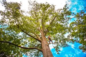 Best Tree Removal  in Madisonville, KY