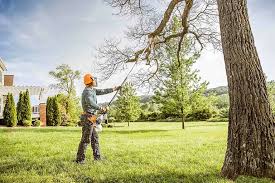 Best Root Management and Removal  in Madisonville, KY