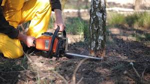 Best Hazardous Tree Removal  in Madisonville, KY