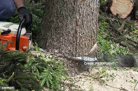 Best Tree Disease Treatment  in Madisonville, KY