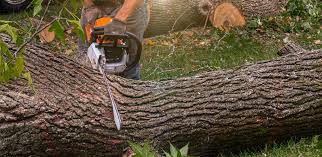 Best Utility Line Clearance  in Madisonville, KY