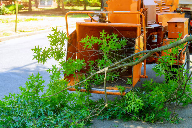 Best Fruit Tree Pruning  in Madisonville, KY