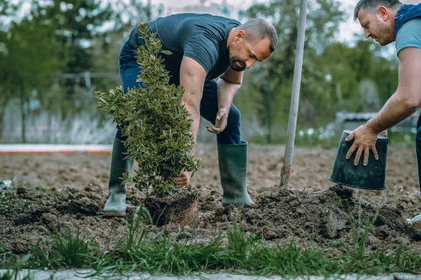 Best Lawn Renovation and Restoration  in Madisonville, KY