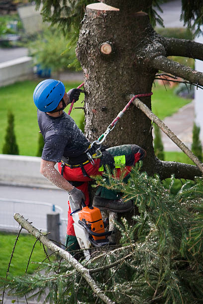 Reliable Madisonville, KY Tree Services Solutions