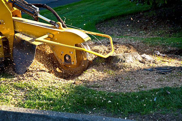 Best Weed Control  in Madisonville, KY