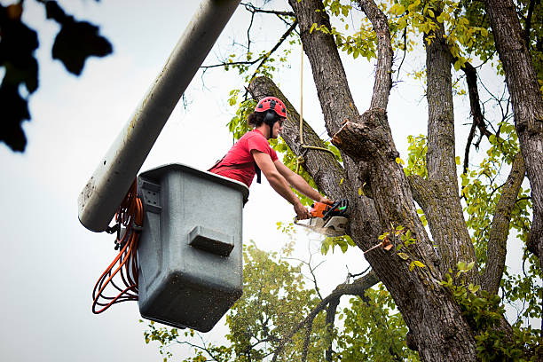 Best Tree Mulching  in Madisonville, KY