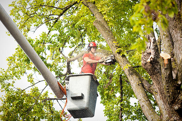 How Our Tree Care Process Works  in  Madisonville, KY