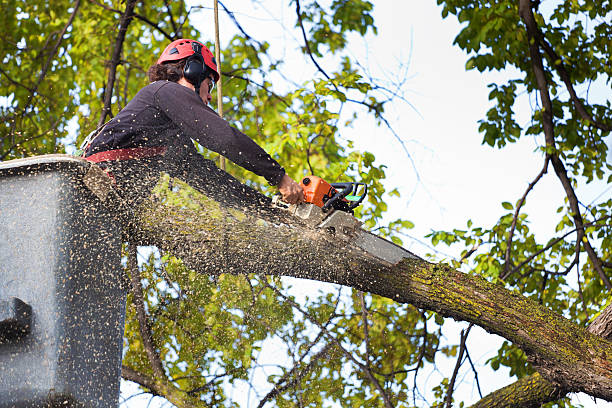 Best Pest Control for Lawns  in Madisonville, KY